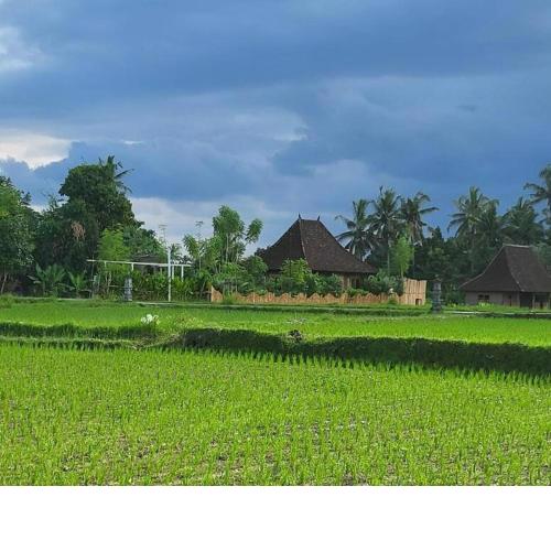The Morgan Villa with Rice Field View